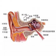 这些耳鼻喉疾病正在阻碍孩子健康成长