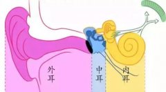 耳朵是如何听到声音的