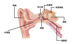 外耳道炎的常见症状