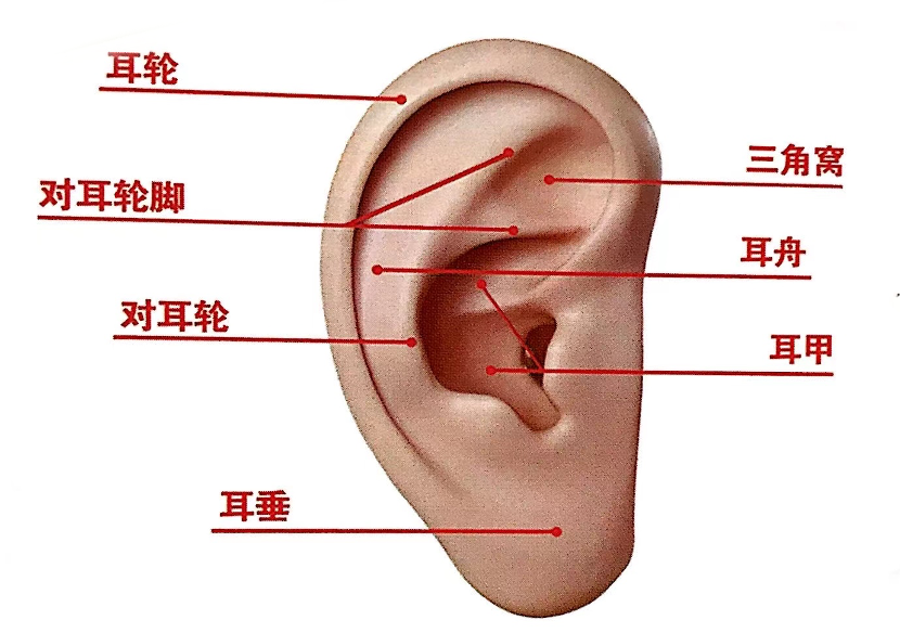 外耳正常形态